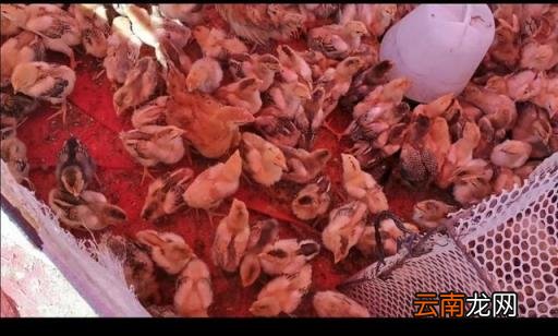 小鸡第一个月怎么养 出生一个月的小鸡吃什么？