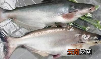 什么鱼的肉没刺而且还好吃