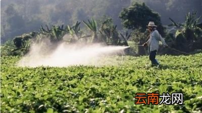 孕妇能吃多少桃子