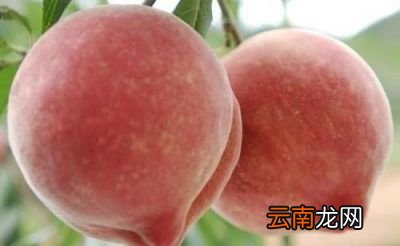 孕妇吃桃子的好处有哪些