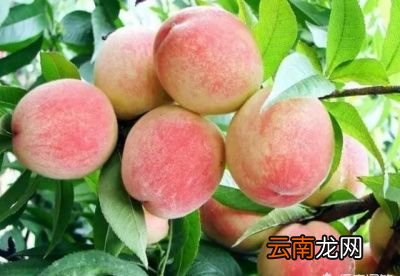 孕妈吃桃子有什么好处呢