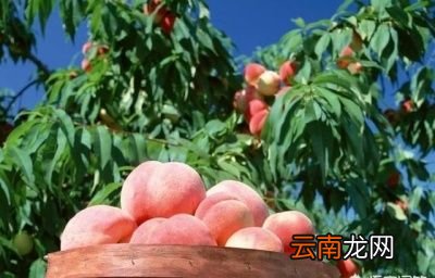 怀孕期间什么不能吃
