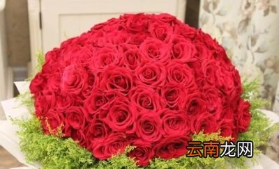 玫瑰花泡水的作用