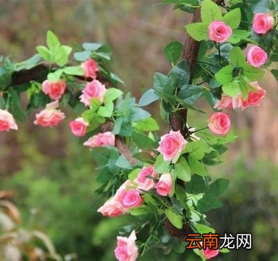 玫瑰花泡水的作用