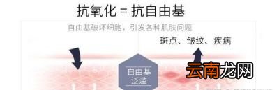 玫瑰花泡水的作用