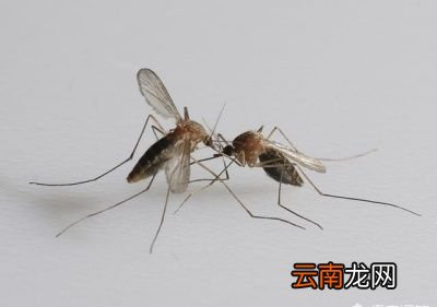 灭蚊的几种有效方法
