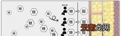 吃主食为什么会发胖