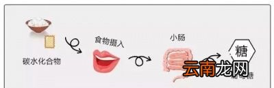 吃主食为什么会发胖