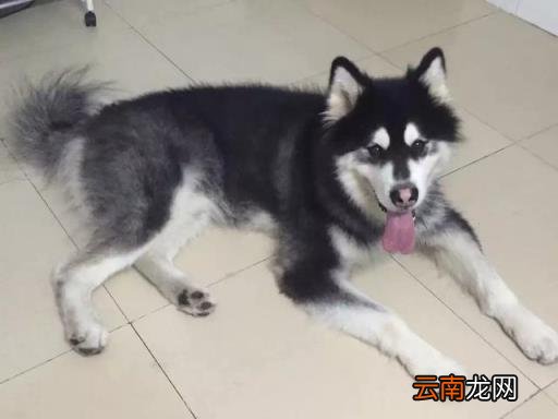 阿拉斯加犬训练 如何训练阿拉斯加犬吃狗粮?