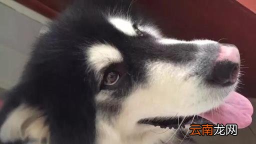 阿拉斯加犬训练 如何训练阿拉斯加犬吃狗粮?