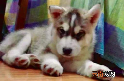 阿拉斯加犬训练 如何训练阿拉斯加犬吃狗粮?