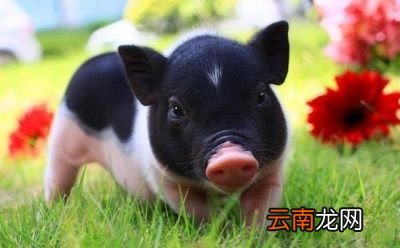 为什么土豆会增肥呢
