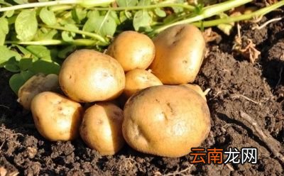 土豆为什么利于减肥