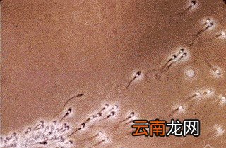 男性如何备孕呢