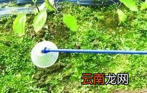 打除草剂是有露水时打好还是等露水干了打好