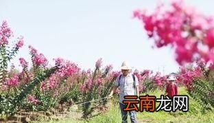 打除草剂是有露水时打好还是等露水干了打好