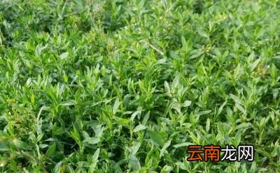 打除草剂什么时间打比较好