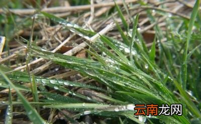 打除草剂什么时间打比较好