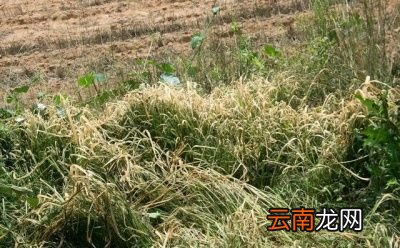 打除草剂什么时间打比较好