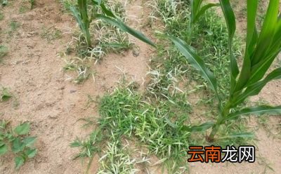 打除草剂什么时间打比较好