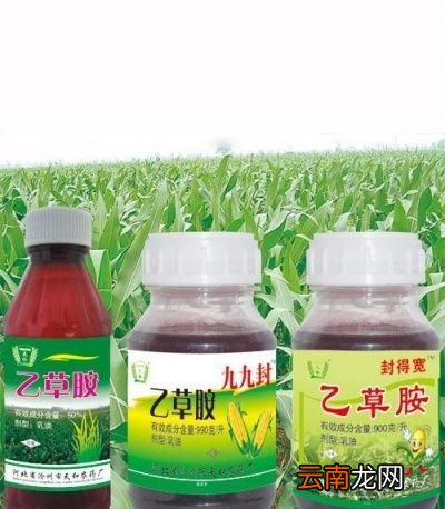 除草剂是露水时打还是露水干时打