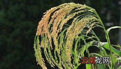 小年到底是哪一天
