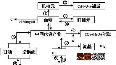 饿肚子多久消耗脂肪