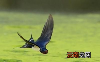 燕子为什么会“南飞”