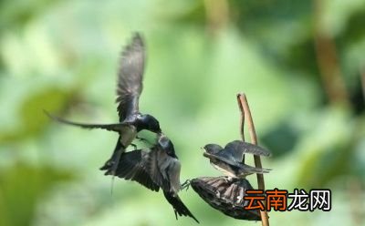 燕子为什么会“南飞”