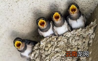 燕子为什么会“南飞”