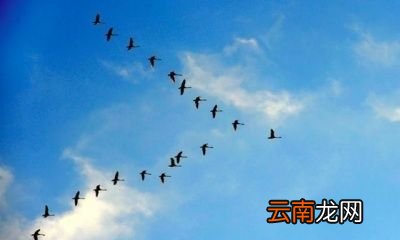 燕子为什么会“南飞”