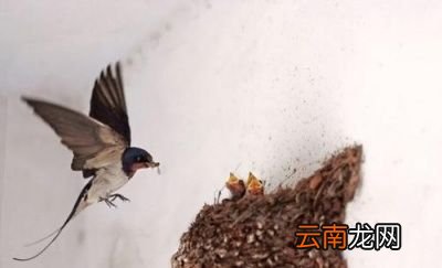 燕子为什么会“南飞”