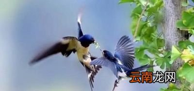 如果燕子不回北方会怎样