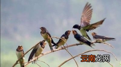 如果燕子不回北方会怎样
