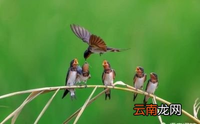 小燕子为什么总爱飞回旧巢