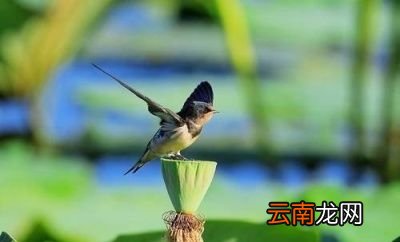 小燕子为什么总爱飞回旧巢