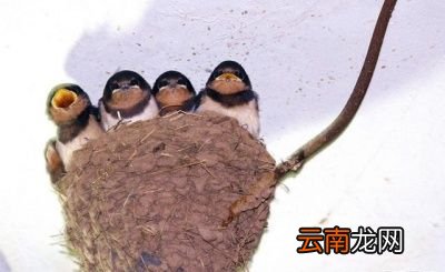 小燕子为什么总爱飞回旧巢