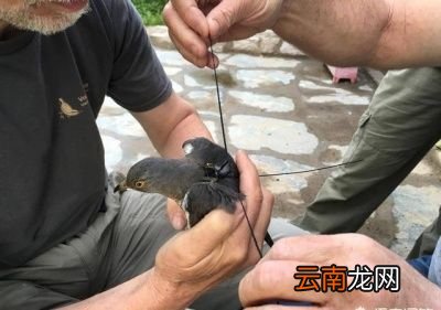 小燕子为什么总爱飞回旧巢