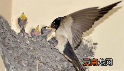 小燕子为什么总爱飞回旧巢