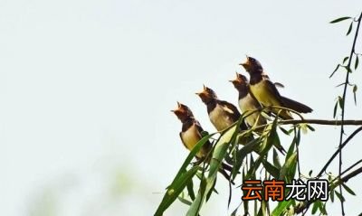小燕子为什么总爱飞回旧巢