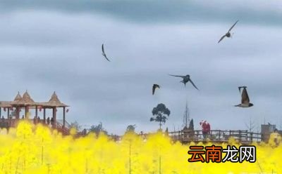 燕子为什么要在春天飞回北方