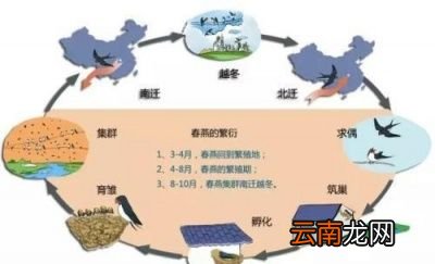 燕子为什么要在春天飞回北方