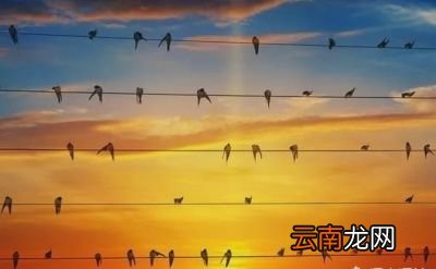 燕子为什么要在春天飞回北方
