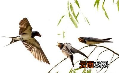 燕子为什么要在春天飞回北方