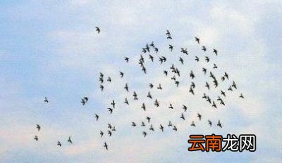 燕子为什么要在春天飞回北方