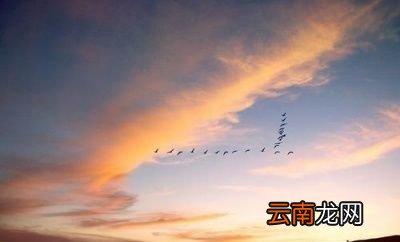 小燕子不选择一直在南方待着呢