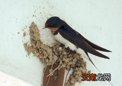 小燕子不选择一直在南方待着呢