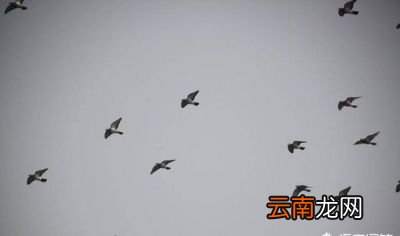 小燕子不选择一直在南方待着呢