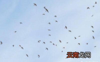 小燕子不选择一直在南方待着呢