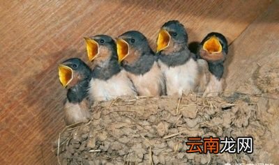 小燕子不选择一直在南方待着呢